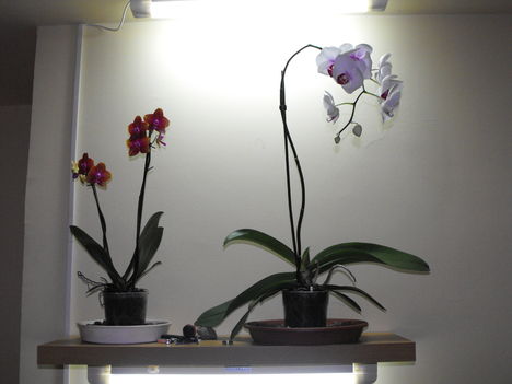 DSCF5507