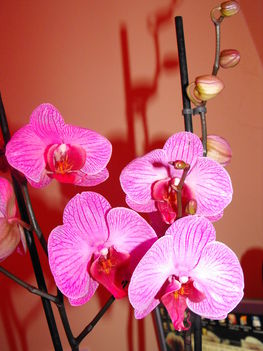DSCF5995
