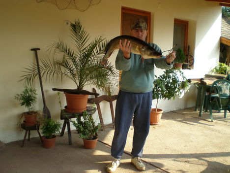 gyula csuka