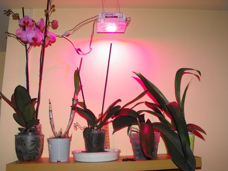 Orchideáim Led világítás alatt.