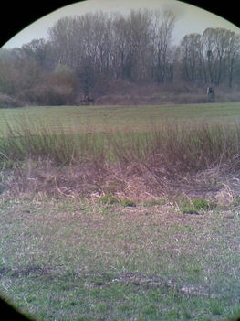 Margitsziget 2009.03