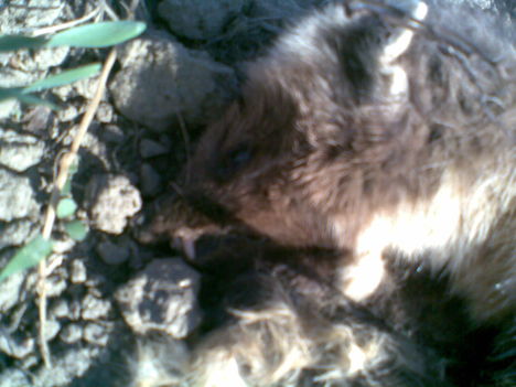 Margitsziget 2009.03
