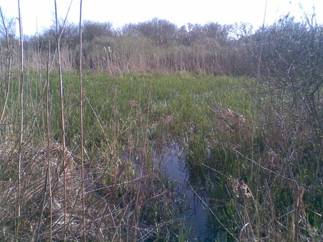 Margitsziget 2009.03