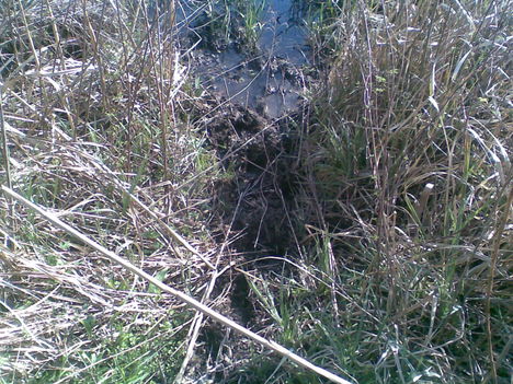 Margitsziget 2009.03