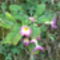 rózsaszín Primula