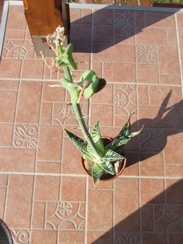 DSCF6627