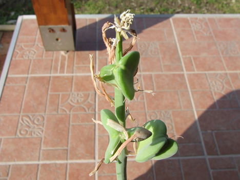 DSCF6628