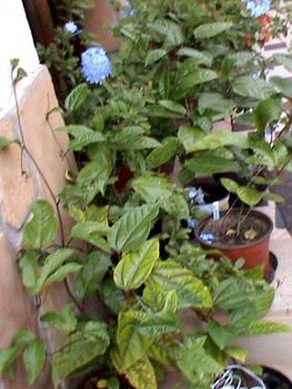 2012 10-07 Passiflora magoncok
