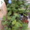 2012 10-07 Passiflora magoncok