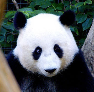 panda