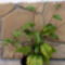 Passiflora edulis magonc 2012. 10-07
