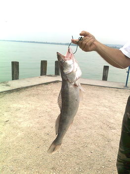 a kisebb 3kg-os