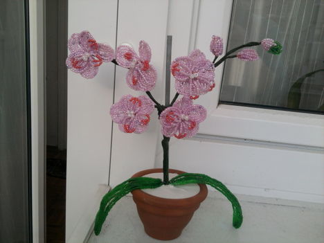 Orchidea