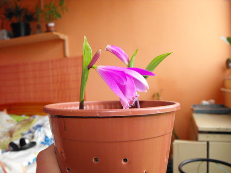 Kinyílt az első idei tibeti orchideám.2