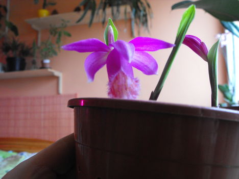 Kinyílt az első idei tibeti orchideám.3