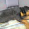 20130331 3  Nem kellett ringatni..