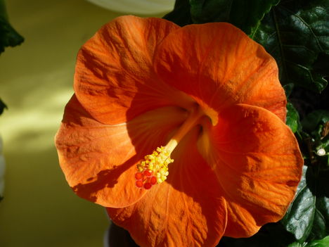 2013 márc.2. Hibiszkusz. Érdekes napfényben