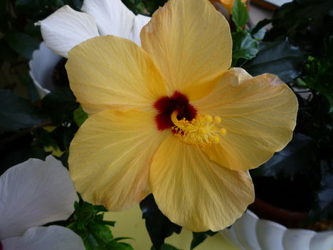 2013 márc.Új Hibiszkusz