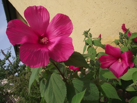 DSCF6859