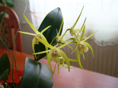 DSCI0543
