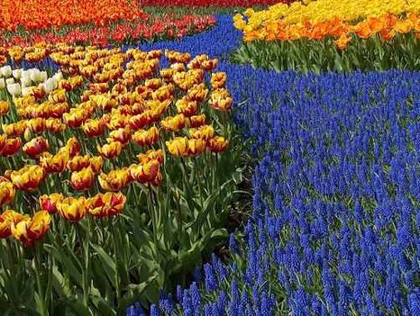 hollandia..