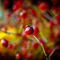 Berries_by_Orb9220