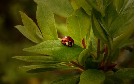 edubuntu-ladybug