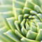 Green_Plant_by_Simon_Schlegl