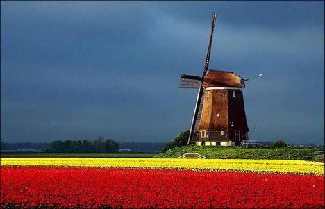 hozok egy kis tavaszt Hollandiában....