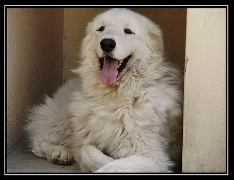 Kuvasz - 001q