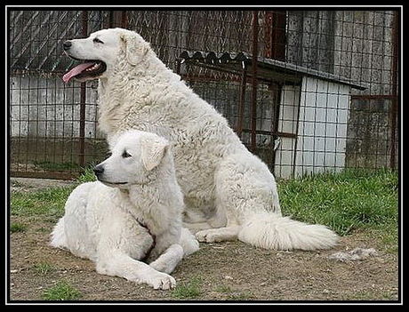 Kuvasz - 002q