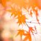 Momiji_Dream_by_Deacon_MacMillan