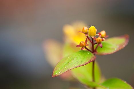 Morning_Dew_by_Lars_Clausen