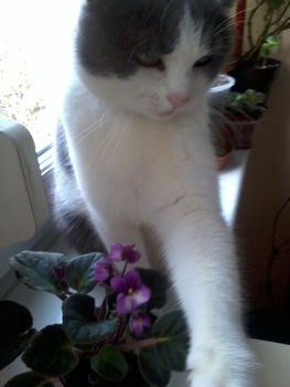 cicka az ibolya felett 2013.