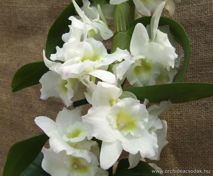 Orchidea-Dendrobium-fehér