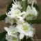 Orchidea-Dendrobium-fehér