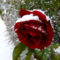Szent Rita rózsája (1)