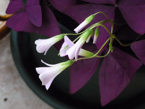 2013 ápr.3.OXALIS trangularis