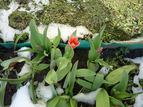 2013 ápr.4. Hó és korai tulipán
