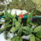 2013 ápr.4. Hó és korai tulipán