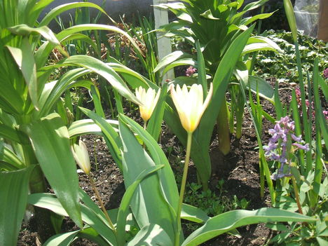 Törpe tulipánok 001