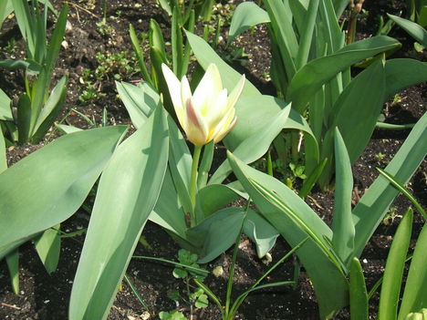 Törpe tulipánok 002