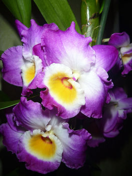 orhidea                              