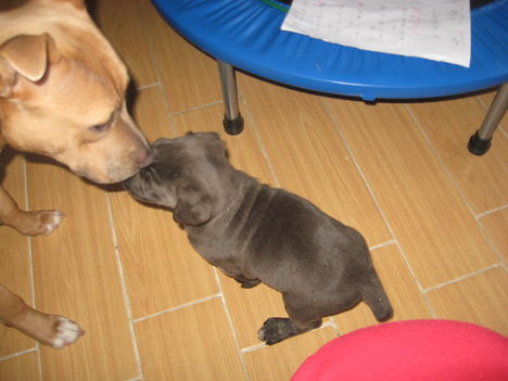 Lejla a pitbul gyerek aki anyáskodik Kirával az ujoncal