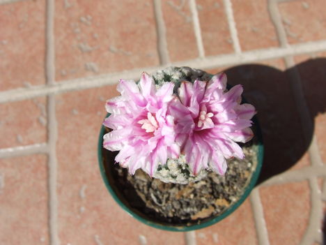 DSCF6675