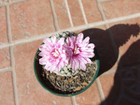 DSCF6680
