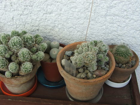 Mammillaria gracilis