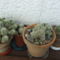 Mammillaria gracilis
