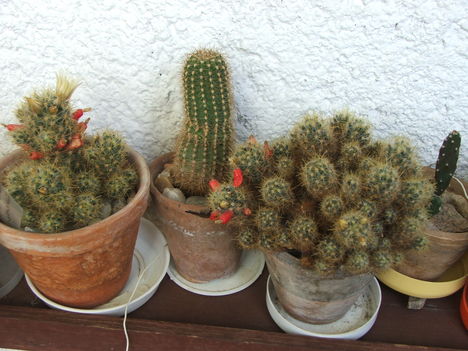 Mammmillaria zublaerae