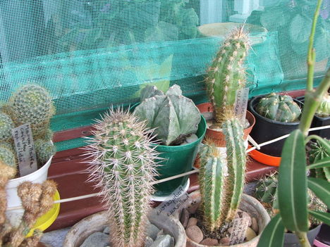 Pachycereus hollianus,Isolatocereus dumortieriXMyrtillocactus geometrizans, Mam.crinita ssp